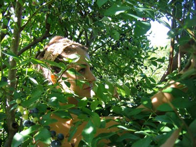 picking