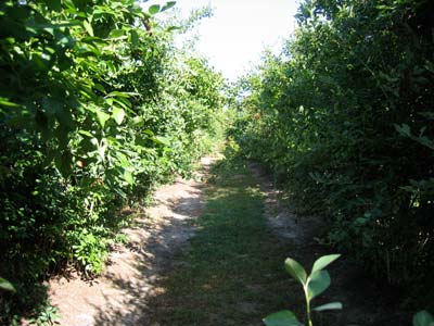 bushes